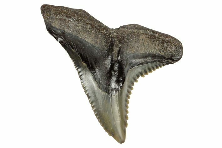 Serrated, Fossil Shark (Hemipristis) Tooth #170448